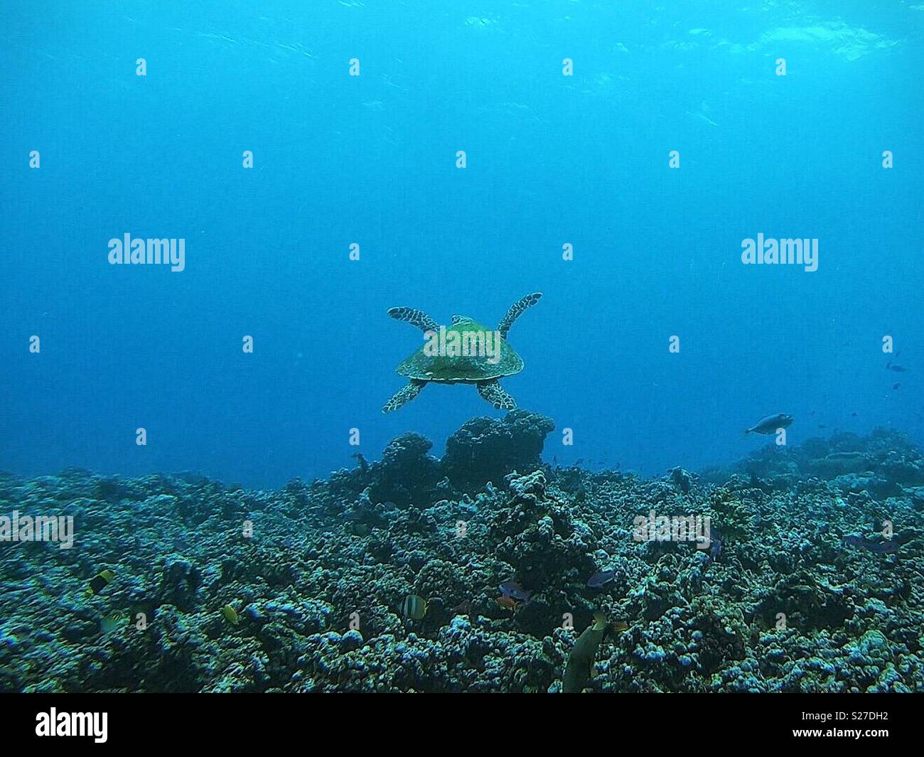 Sea Turtle - Smartphone Captured Stock Image