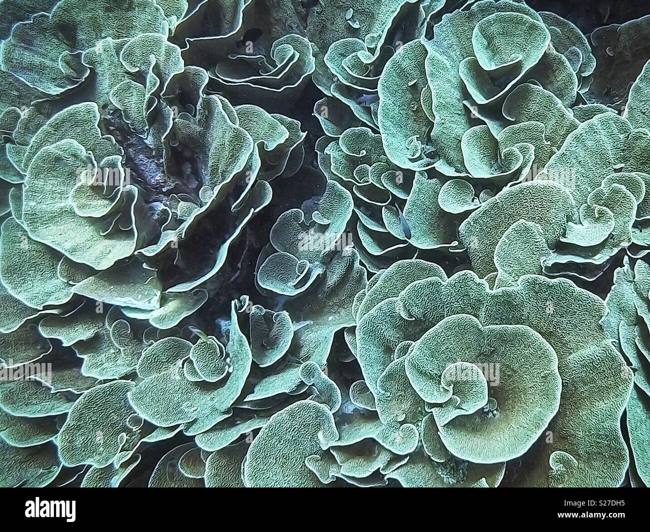 Cabbage Coral - Smartphone Captured Stock Image