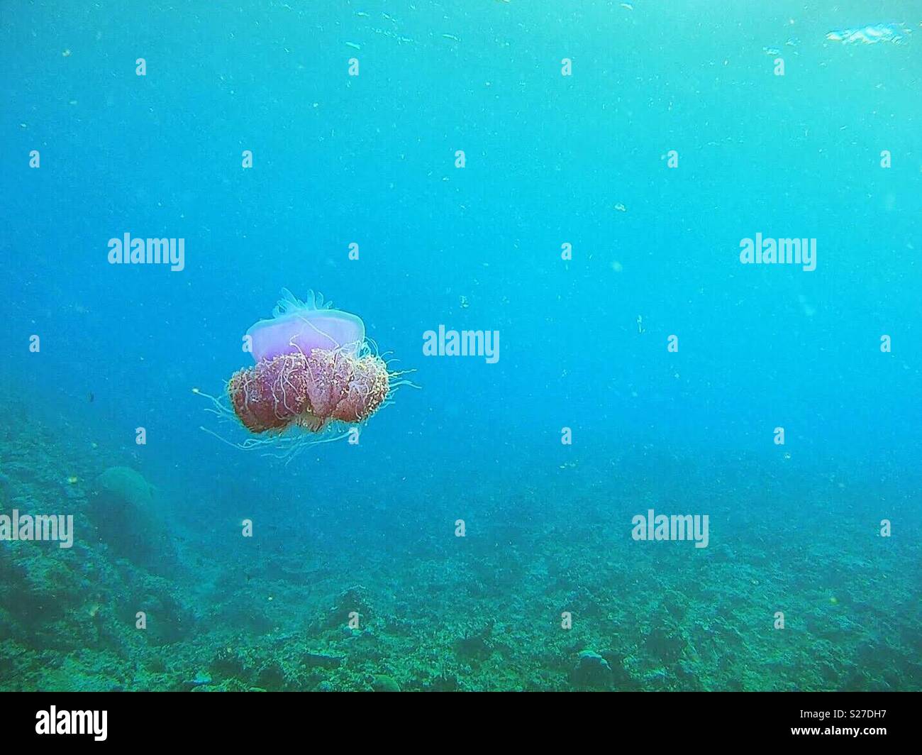 Crown Jellyfish - Smartphone Captured Stock Image