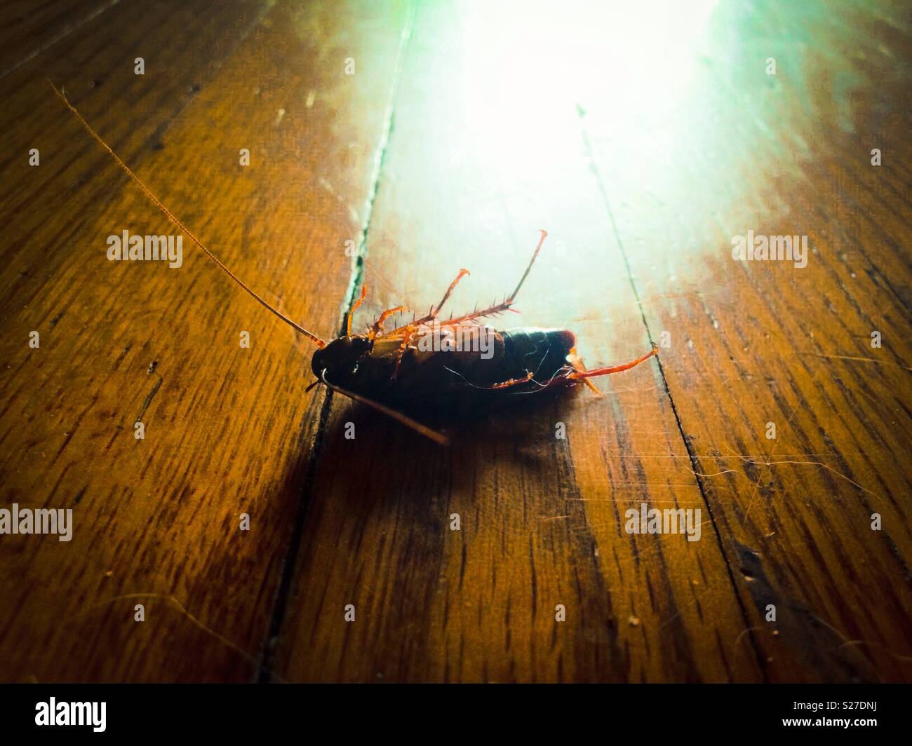 Landscape View Of Dead Palmetto Bug On Wooden Floor Stock Photo