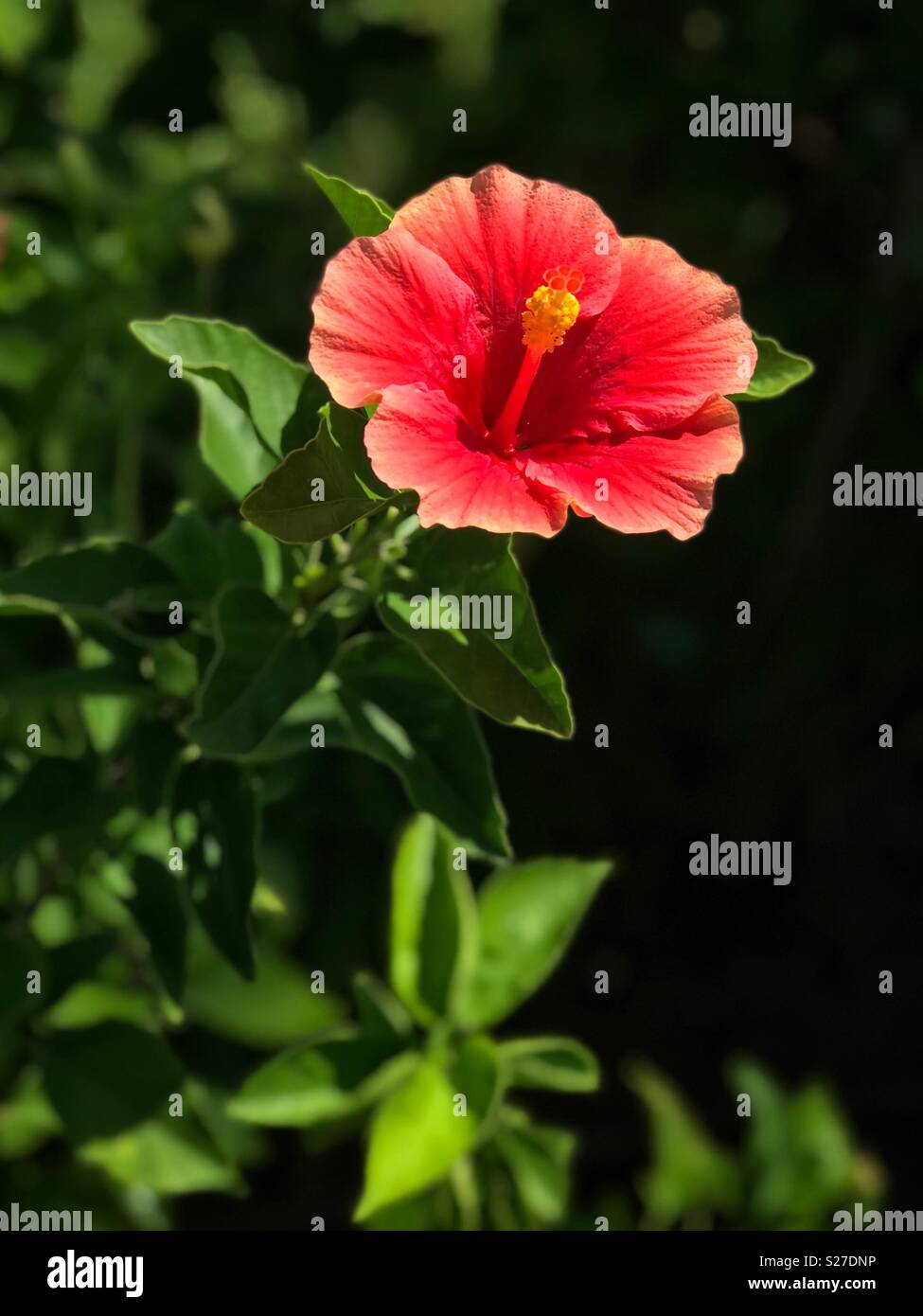 Beautiful red flower and vibrant green foliage. Taken in Playa Mujeres, near Cancun, Mexico. - Smartphone Captured Stock Image