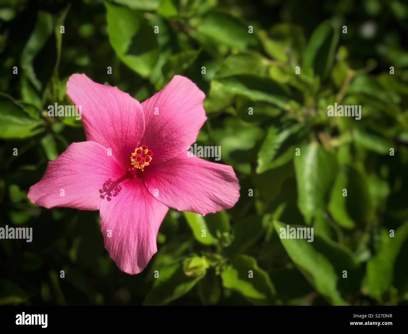 Bright pink flower against vibrant green foliage background. - Smartphone Captured Stock Image