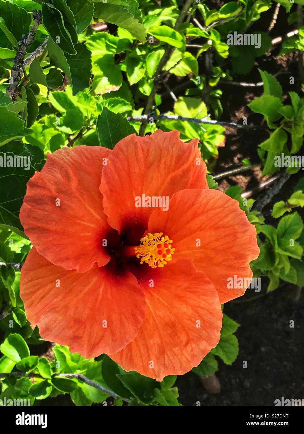 Bright orange flower against vibrant green foliage background. - Smartphone Captured Stock Image