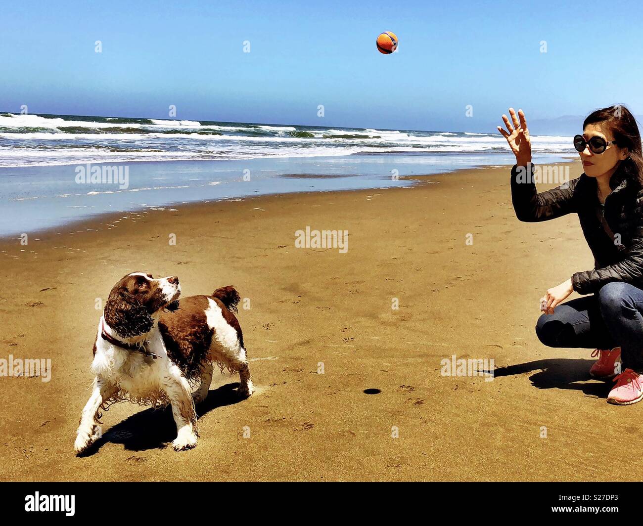 English Springer Spaniel ball intercept position Stock Photo