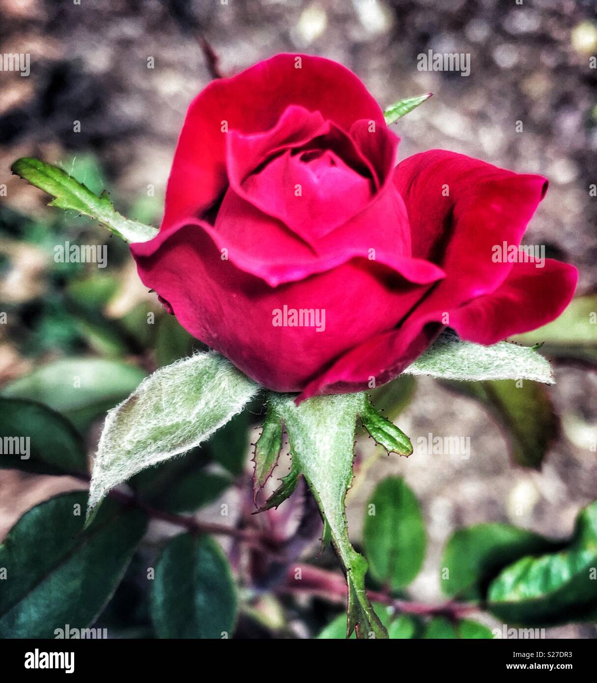 Knockout rose bud beginning to bloom - Smartphone Captured Stock Image