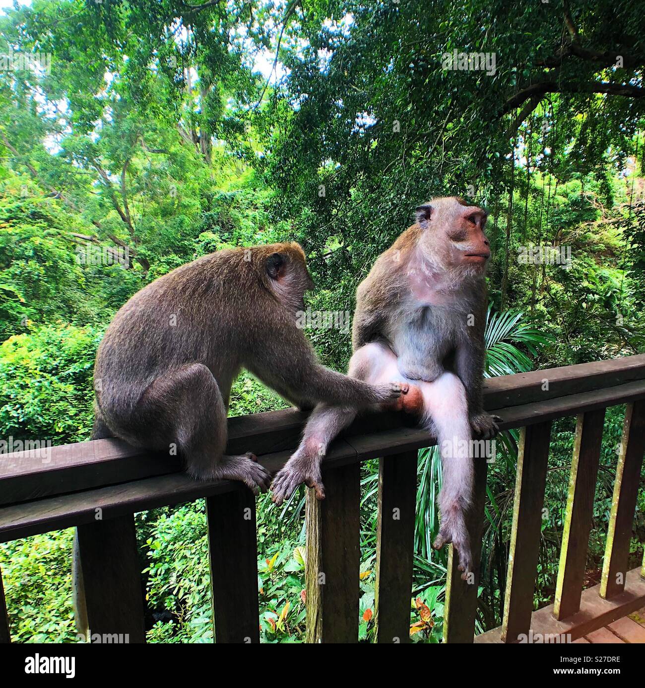 Monkey business - Smartphone Captured Stock Image