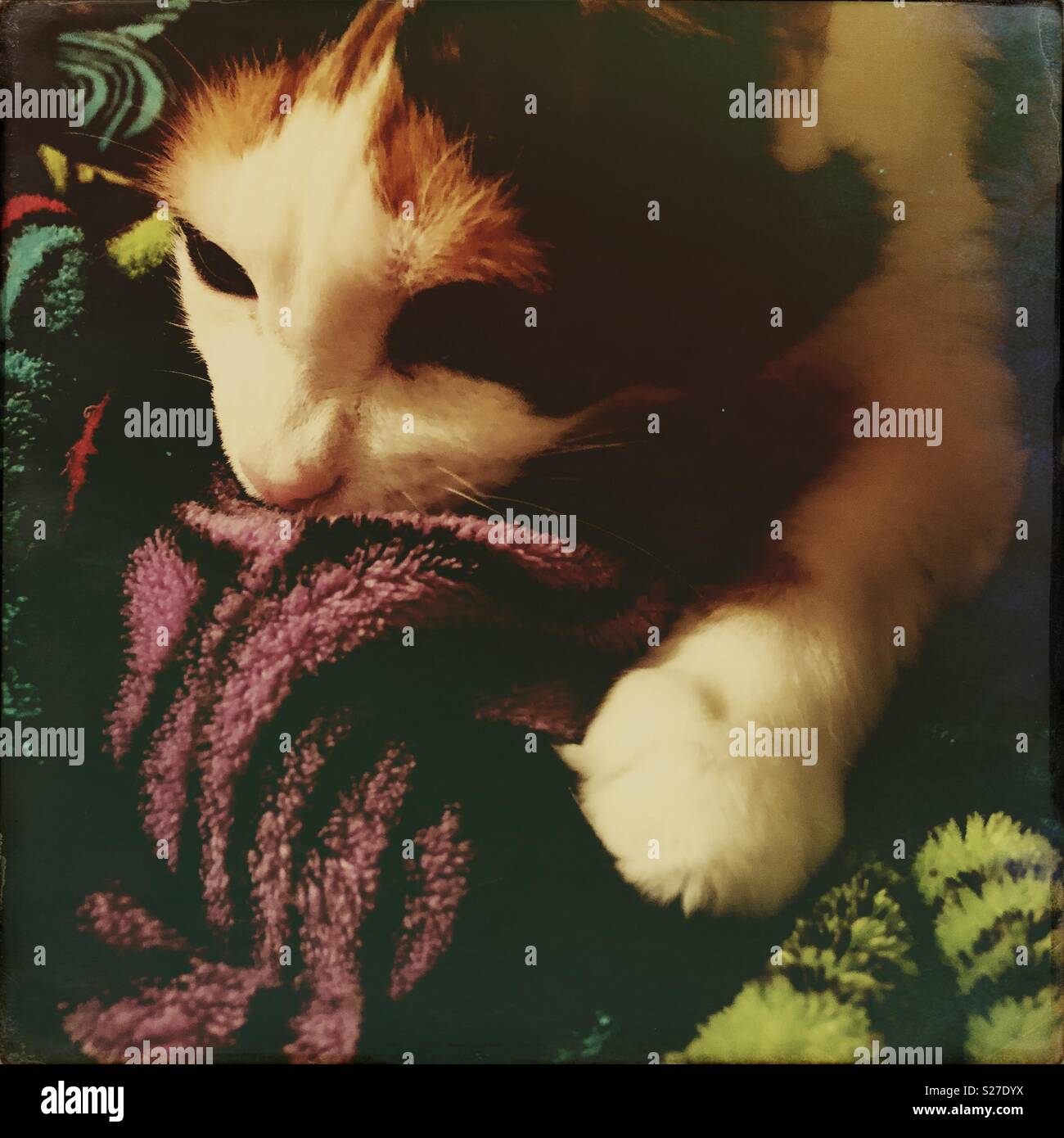 Cat eating blanket online