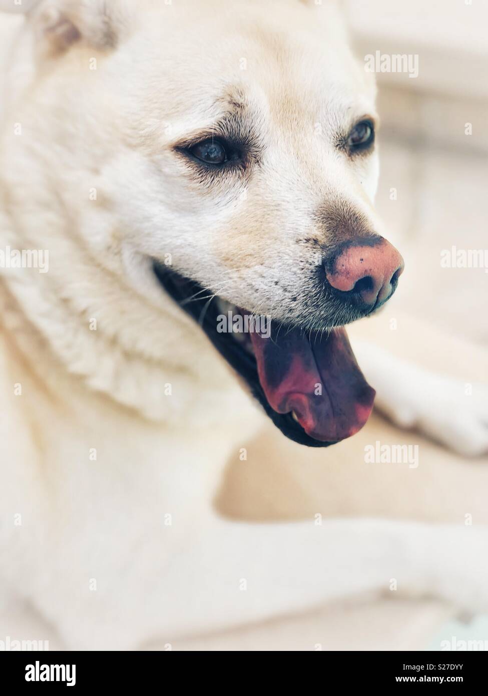 Chow Labrador Mix Dog with Spotted Tongue Stock Photo Alamy