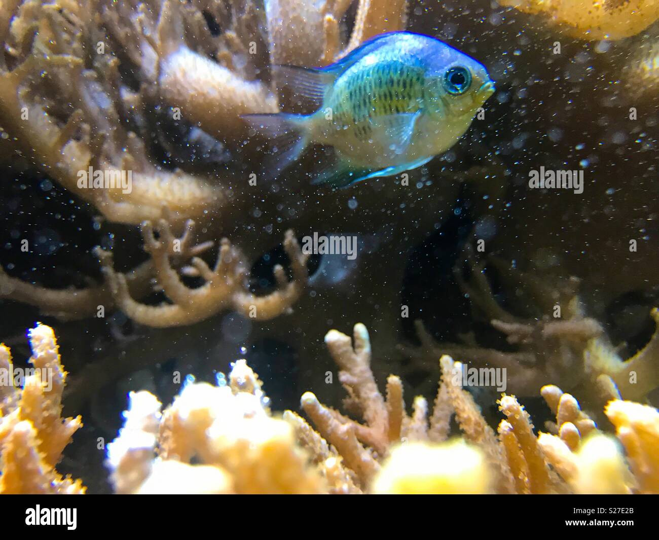 Fish swimming through bubbles in coral Stock Photo Alamy