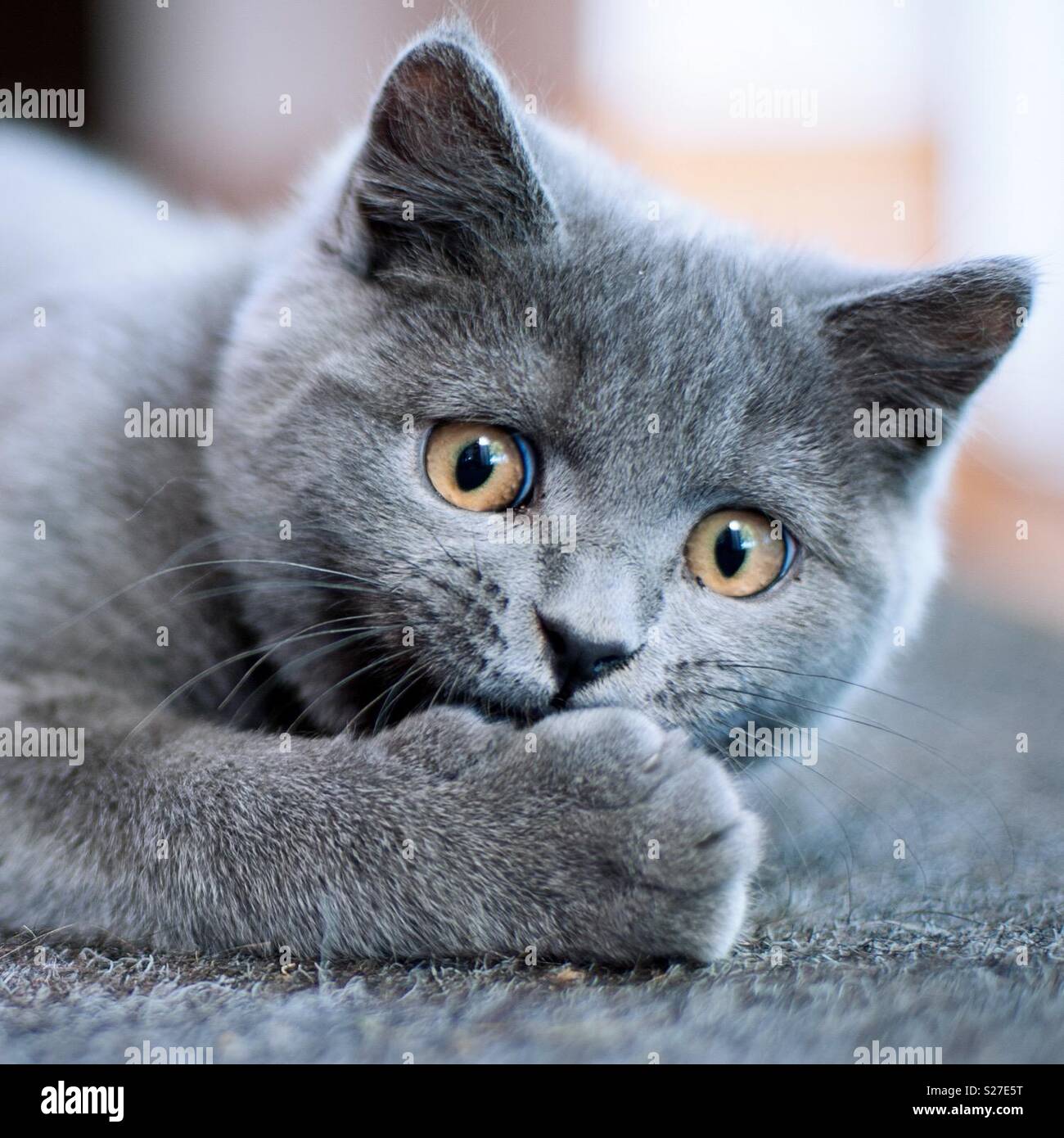 British blue shorthair kitten covering mouth with surprised embarrassed expression on a rug with natural light. Stock Photo