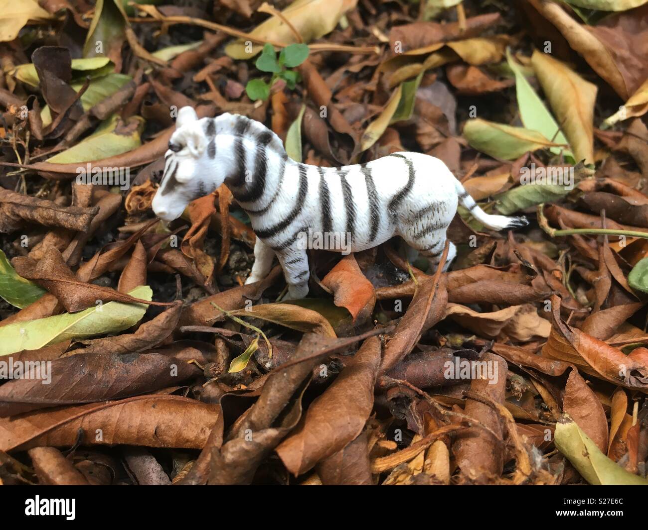 Toy zebra in leaves Stock Photo