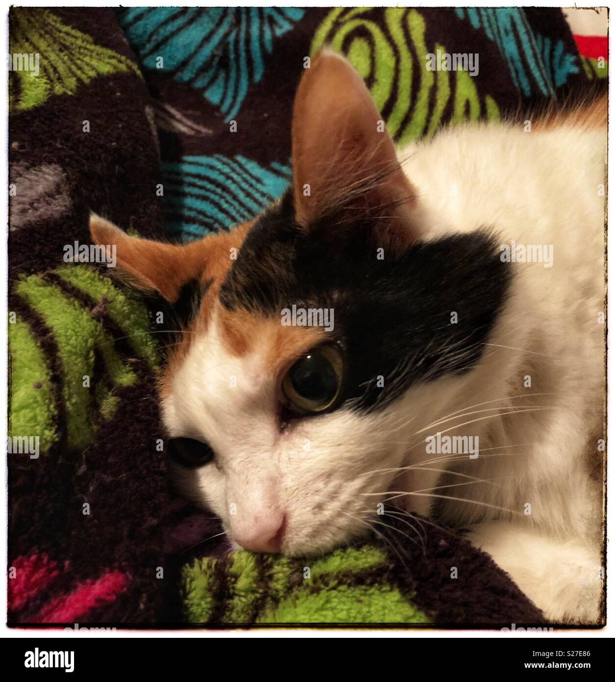 Cat biting hires stock photography and images Alamy