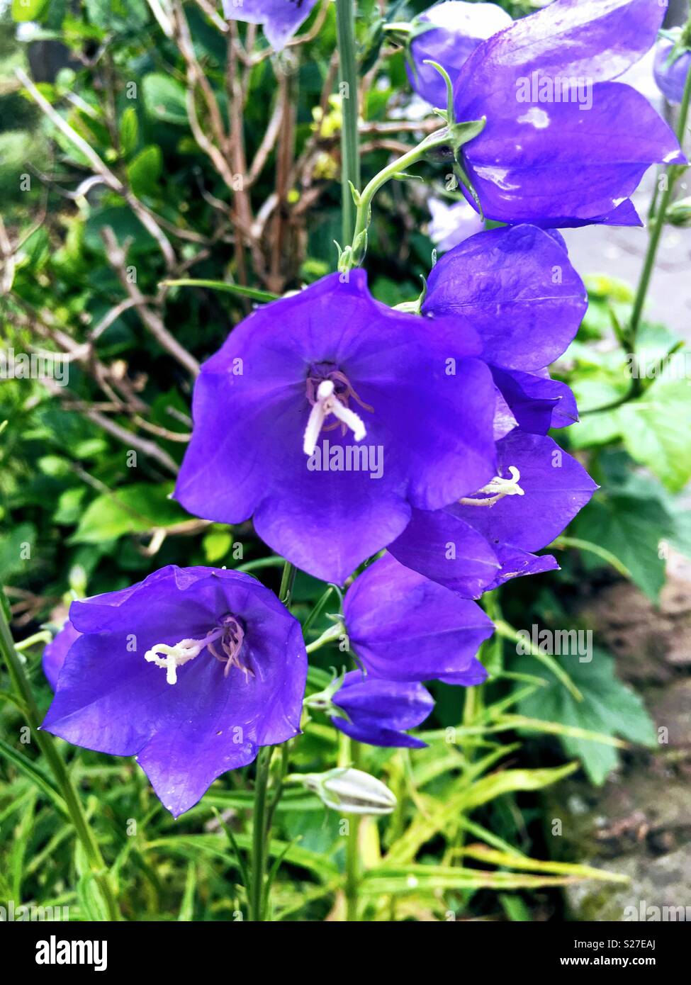 Purple Flowers in the Wild Stock Photo - Alamy