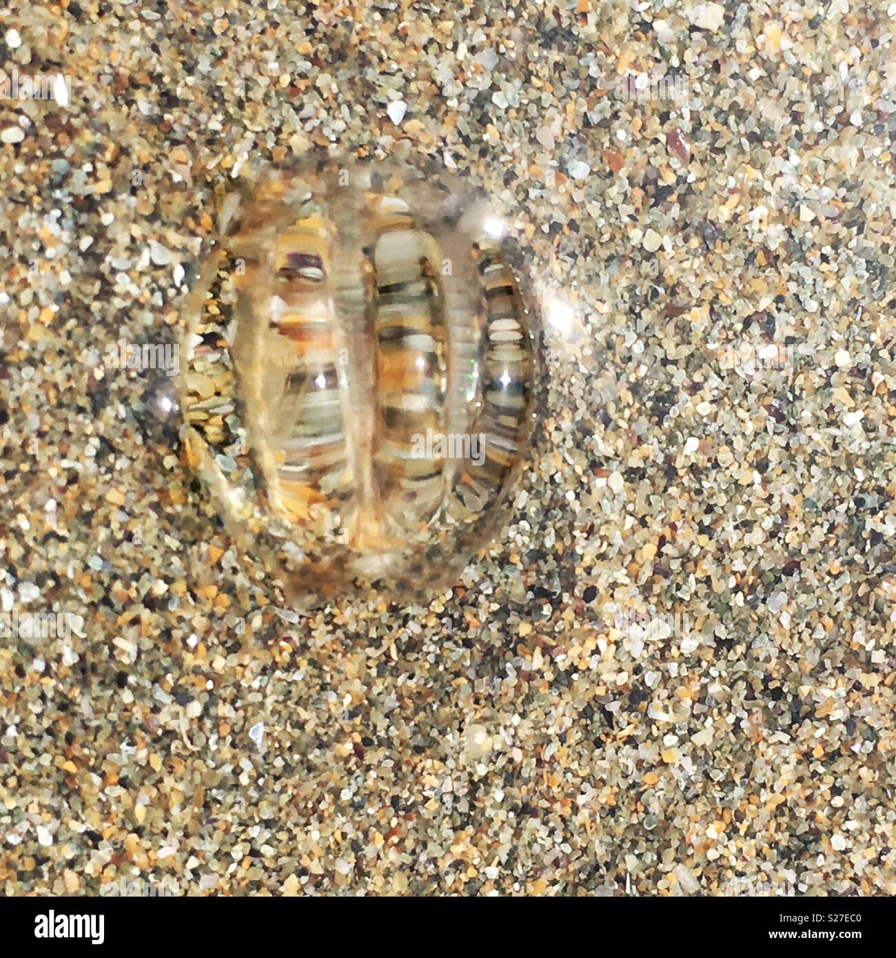 A view of a sea gooseberry from on top. Transparent and ribbed they are