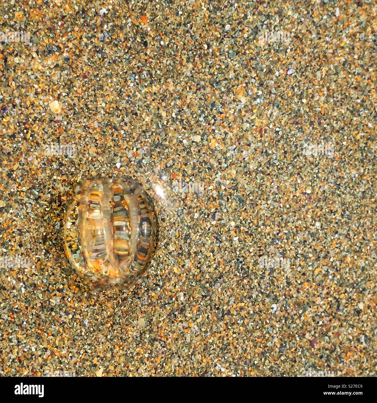 A view of a sea gooseberry from on top. Transparent and ribbed they are