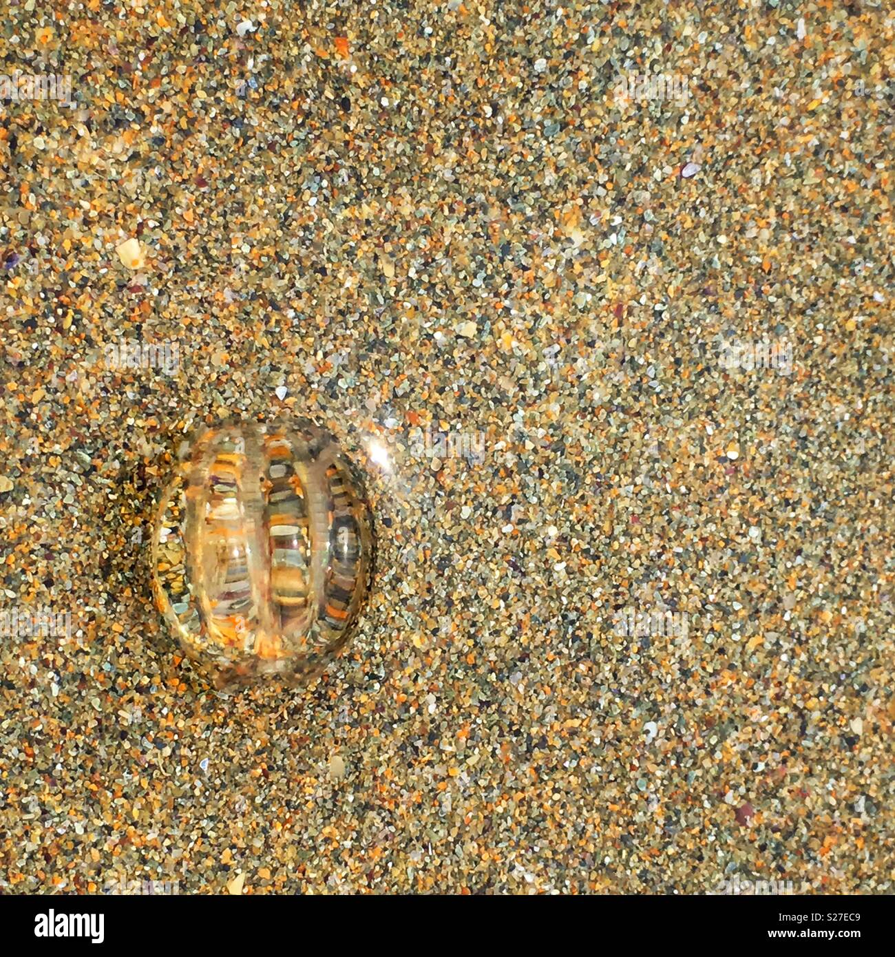 A view of a sea gooseberry from on top. Transparent and ribbed they are also known as ‘comb jellies’. Scientific name Ctenophora. Stock Photo
