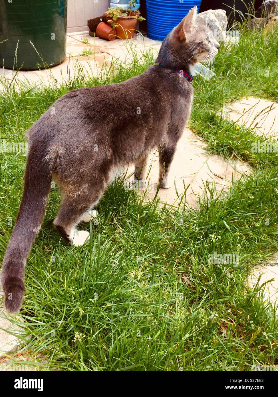 Grey cat in the garden looking for birds Stock Photo - Alamy