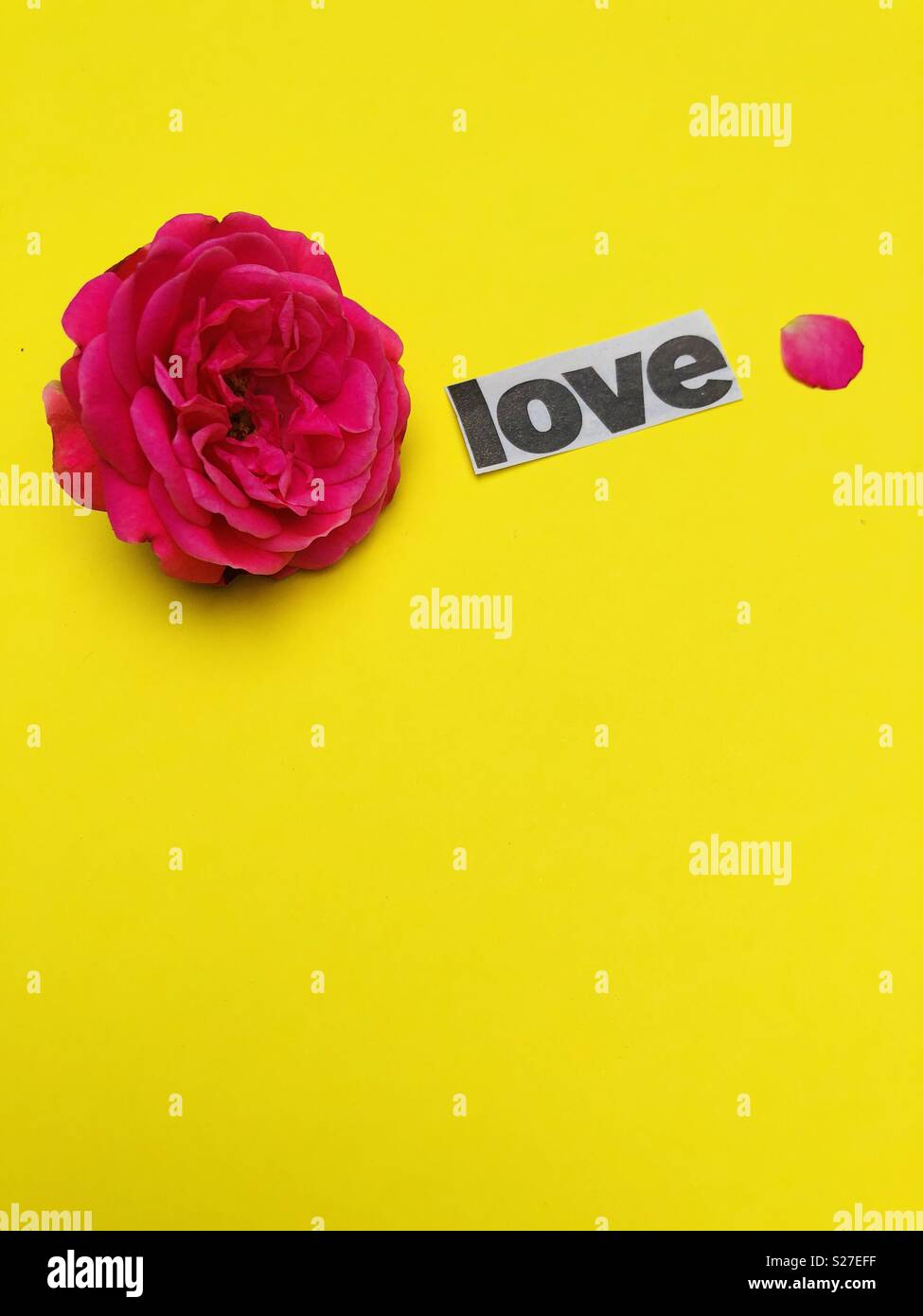 Love concept with pink rose on yellow background - Smartphone Captured Stock Image