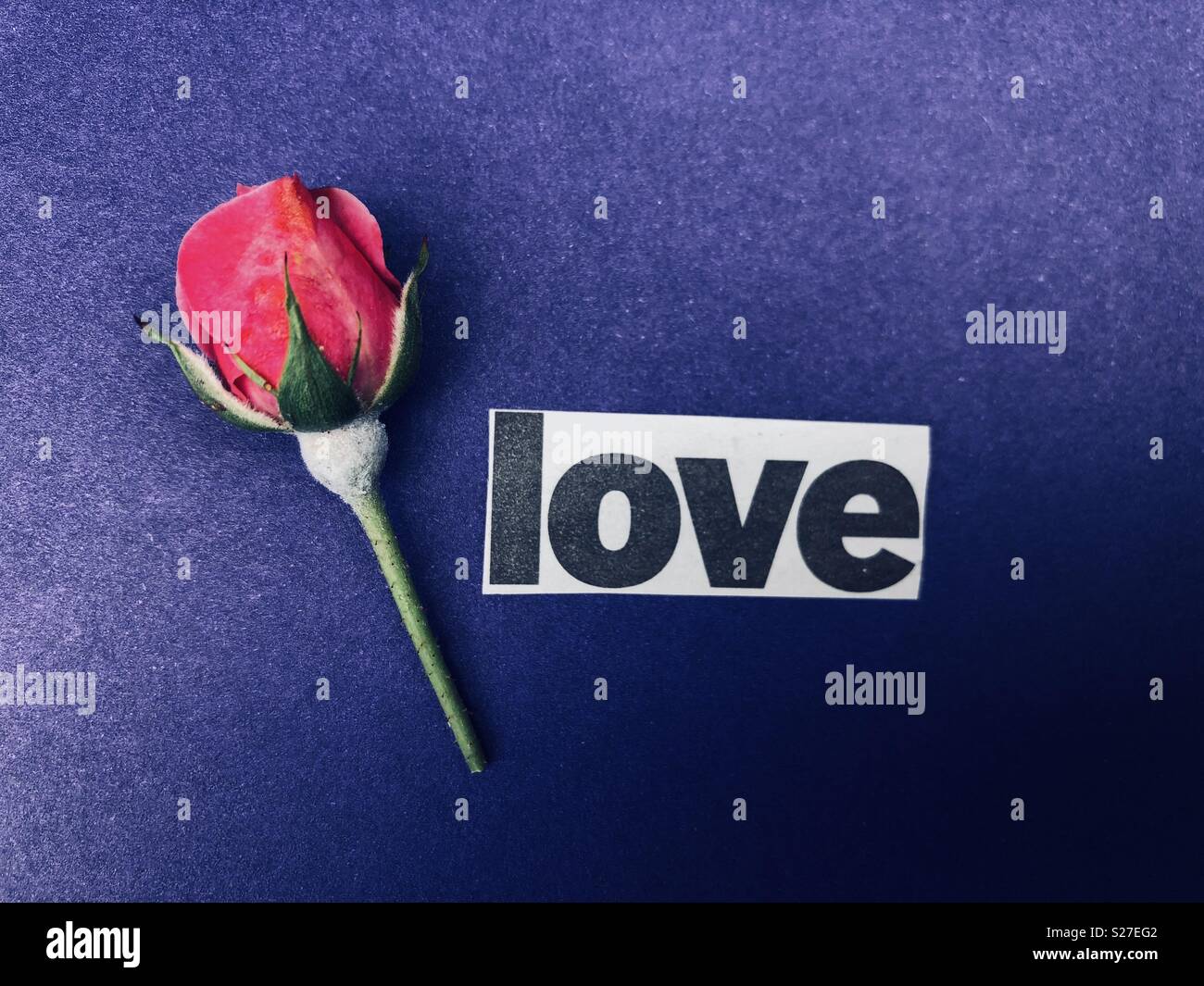 Rose bud and word love on a Violet background - Smartphone Captured Stock Image