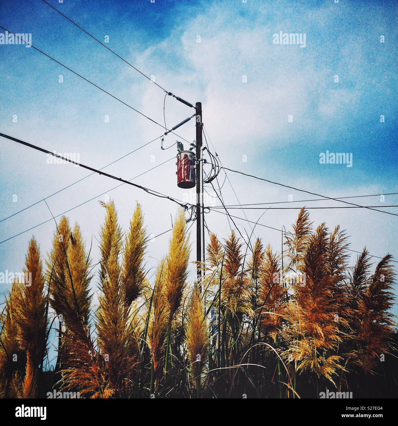 Sea Oats and telephone lines on the Outer Banks in Waves, North