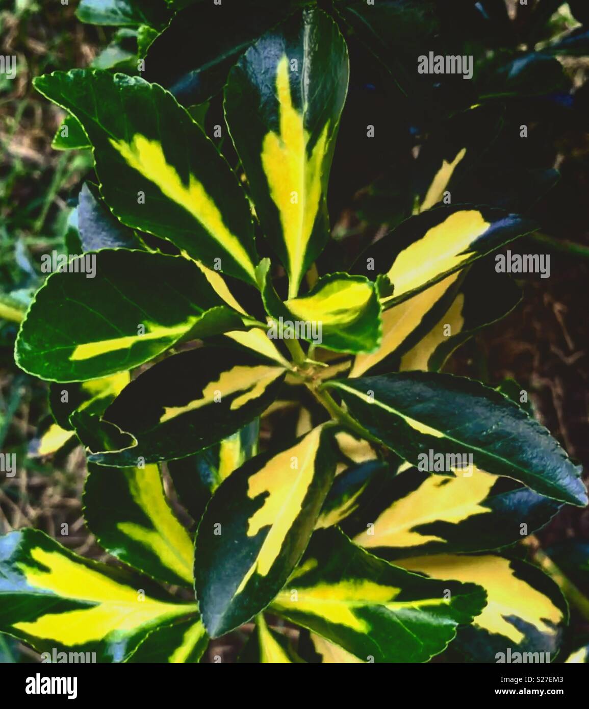 Green yellow garden flower Stock Photo
