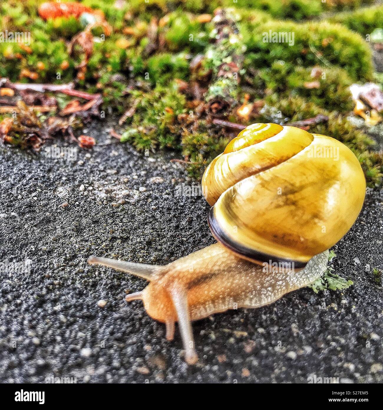 Closeup shot of a cute snail - Smartphone Captured Stock Image