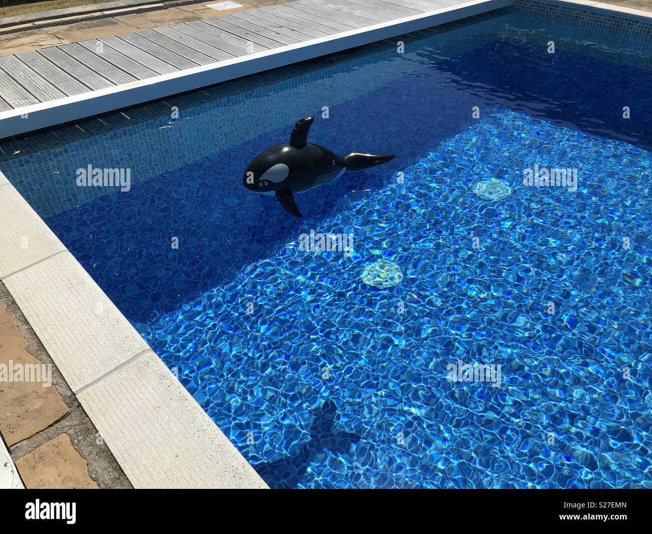 Inflatable killer whale in an outdoor swimming pool Stock Photo Alamy