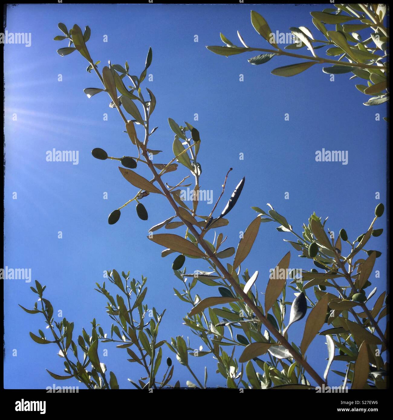 Baby Farga olives on the tree against a sunny blue sky, Catalonia, Spain. - Smartphone Captured Stock Image