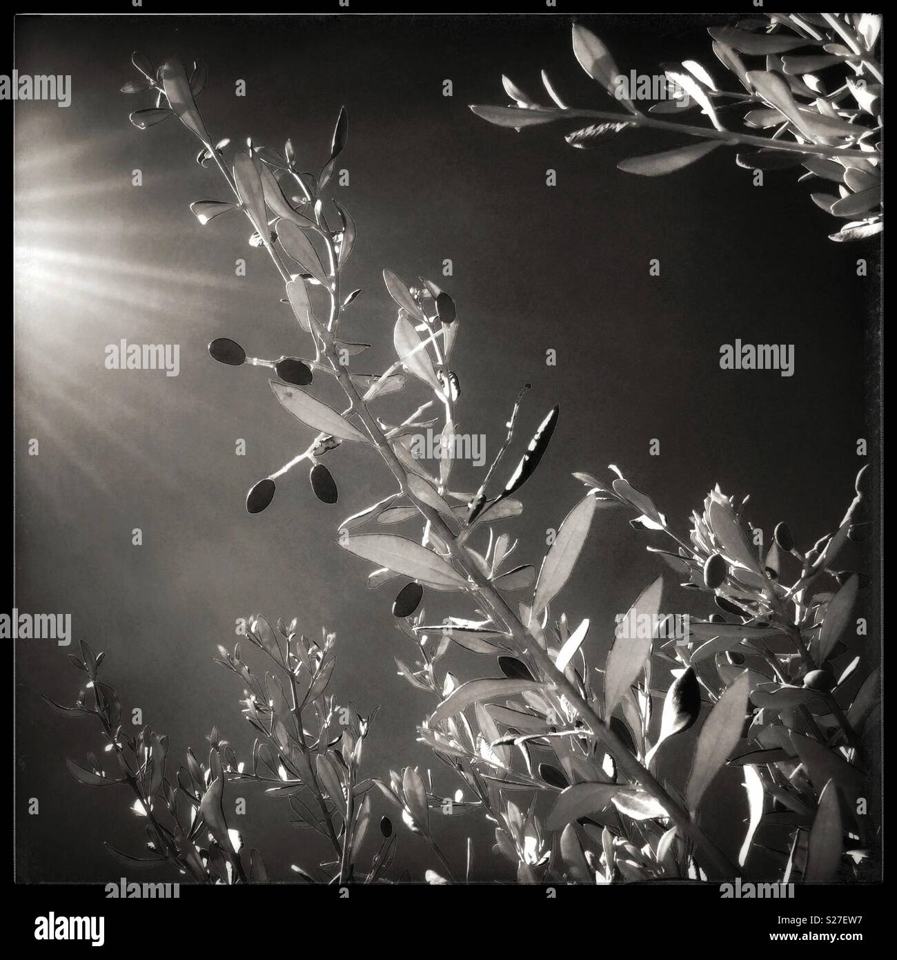 Baby Farga olives on the tree against a sunny clear sky, Catalonia, Spain. - Smartphone Captured Stock Image