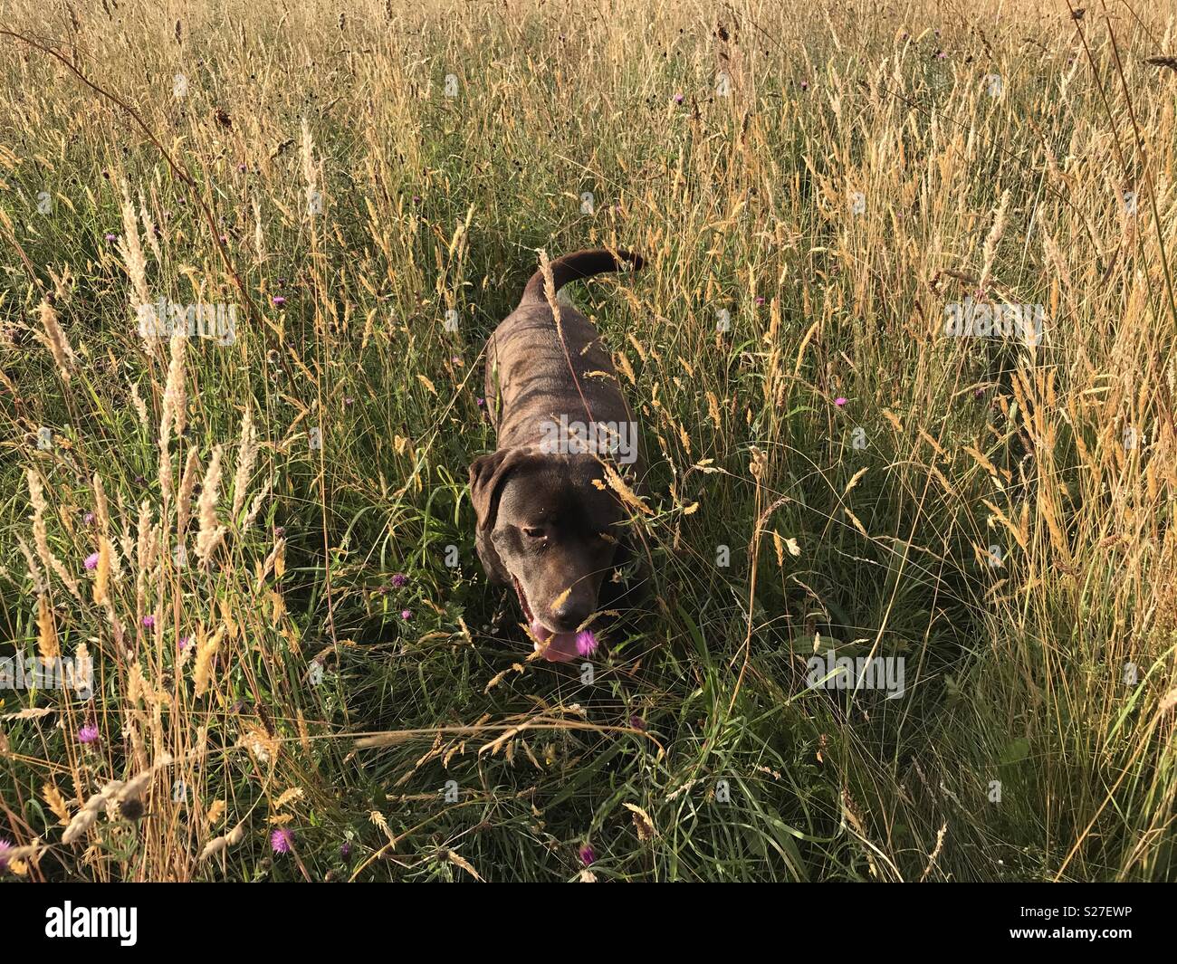 View of Brown dog in tall grass Stock Photo - Alamy