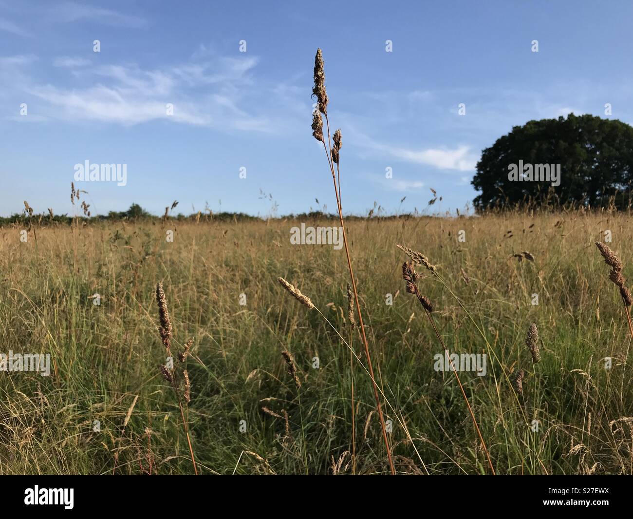 Tall field hi-res stock photography and images - Alamy
