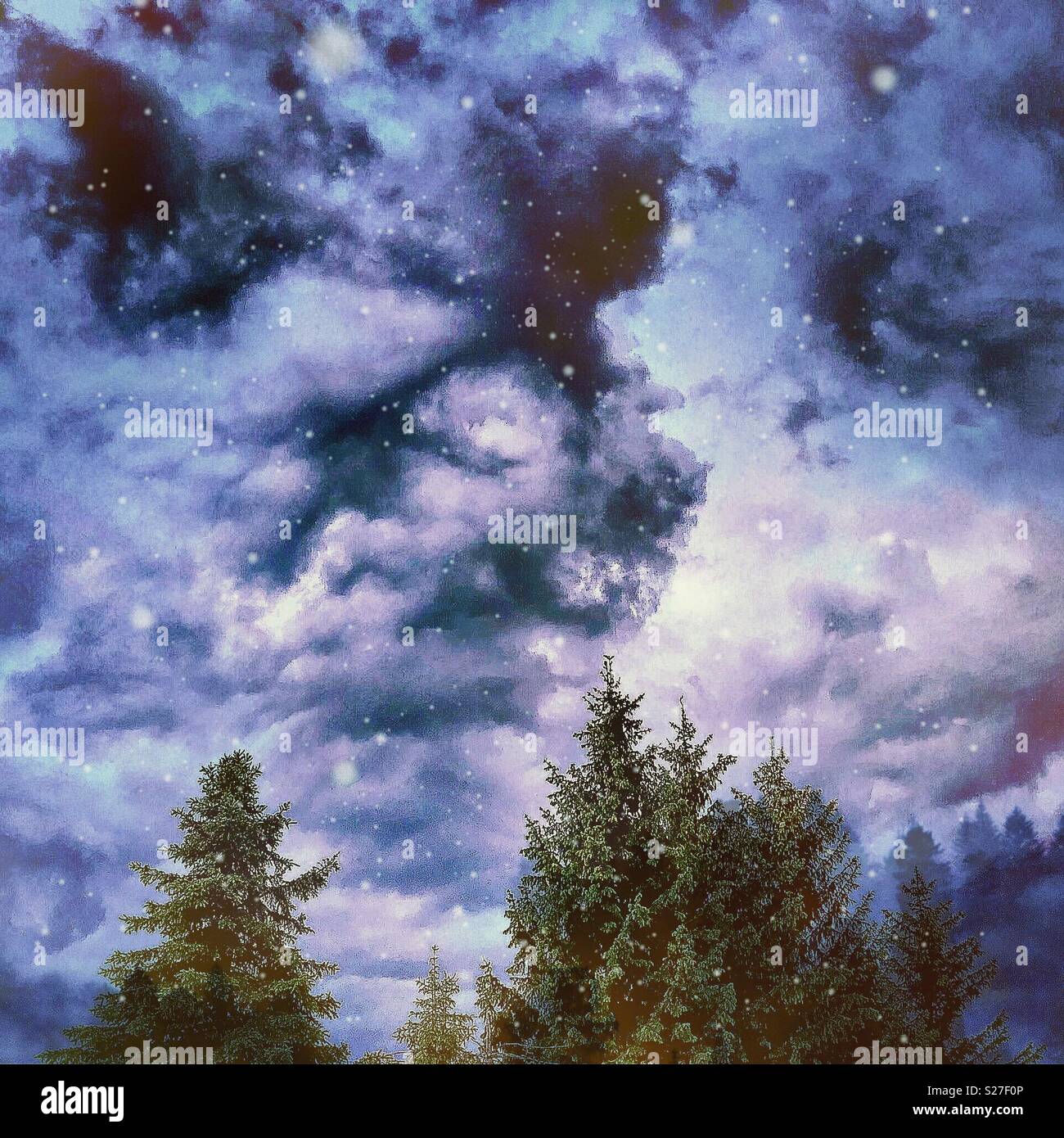 Spruce trees against dramatic sky - Smartphone Captured Stock Image Spruce trees against dramatic sky - Smartphone Captured Stock Image