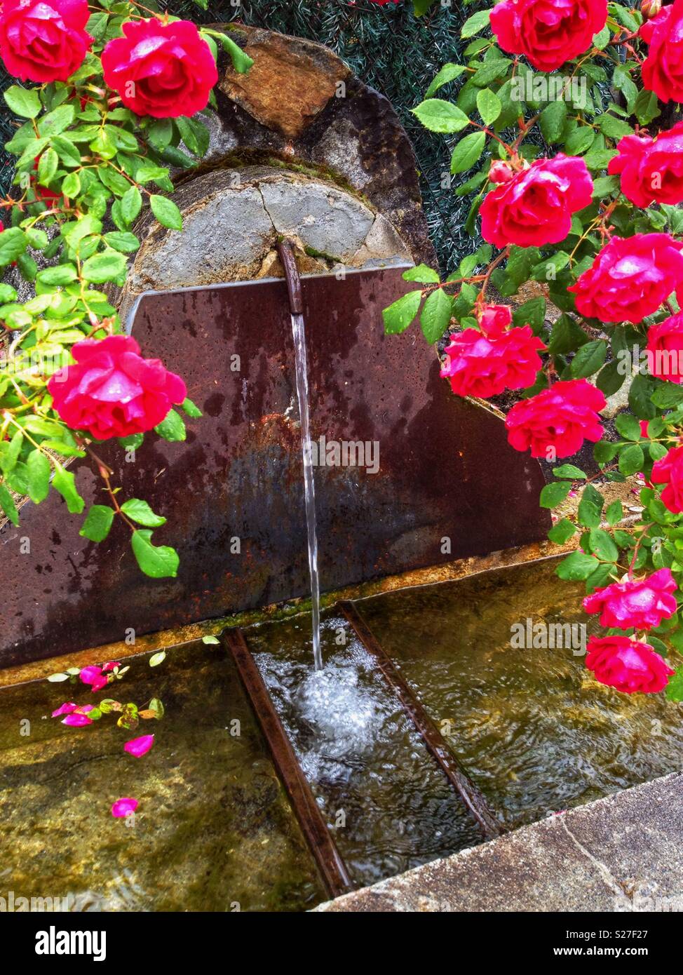 Foutain with roses, Luz St Sauveur, Occitanie France - Smartphone Captured Stock Image