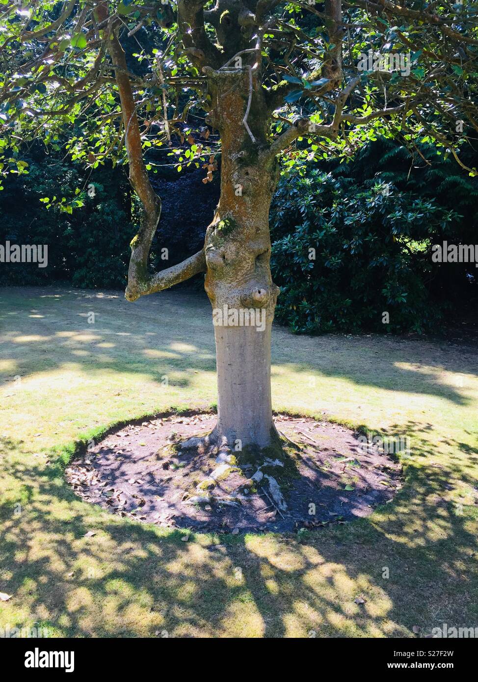 Tree with elbow Stock Photo - Alamy