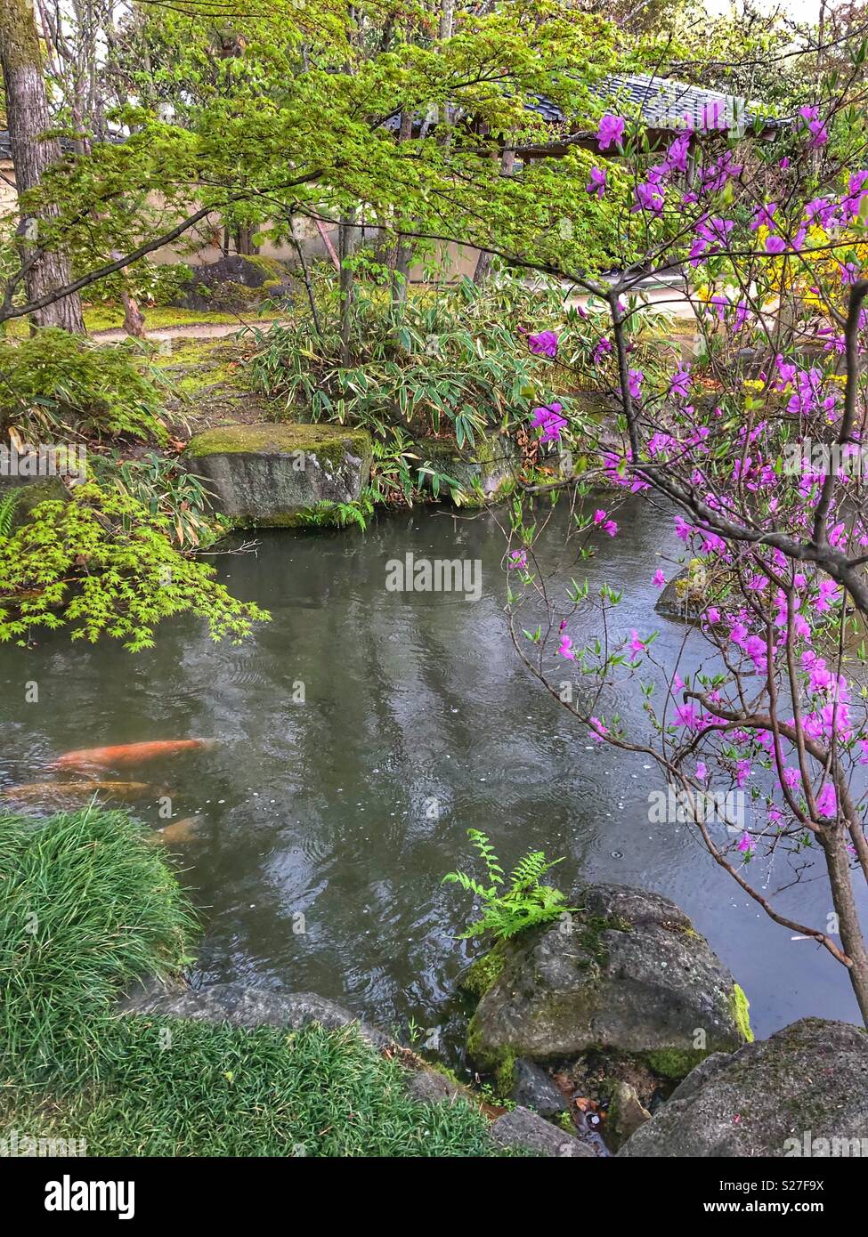 Fish pond in a Japanese Garden, Himeji. - Smartphone Captured Stock Image