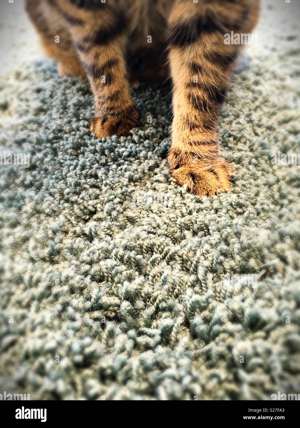 Front paws of a tabby cat on carpet Stock Photo Alamy