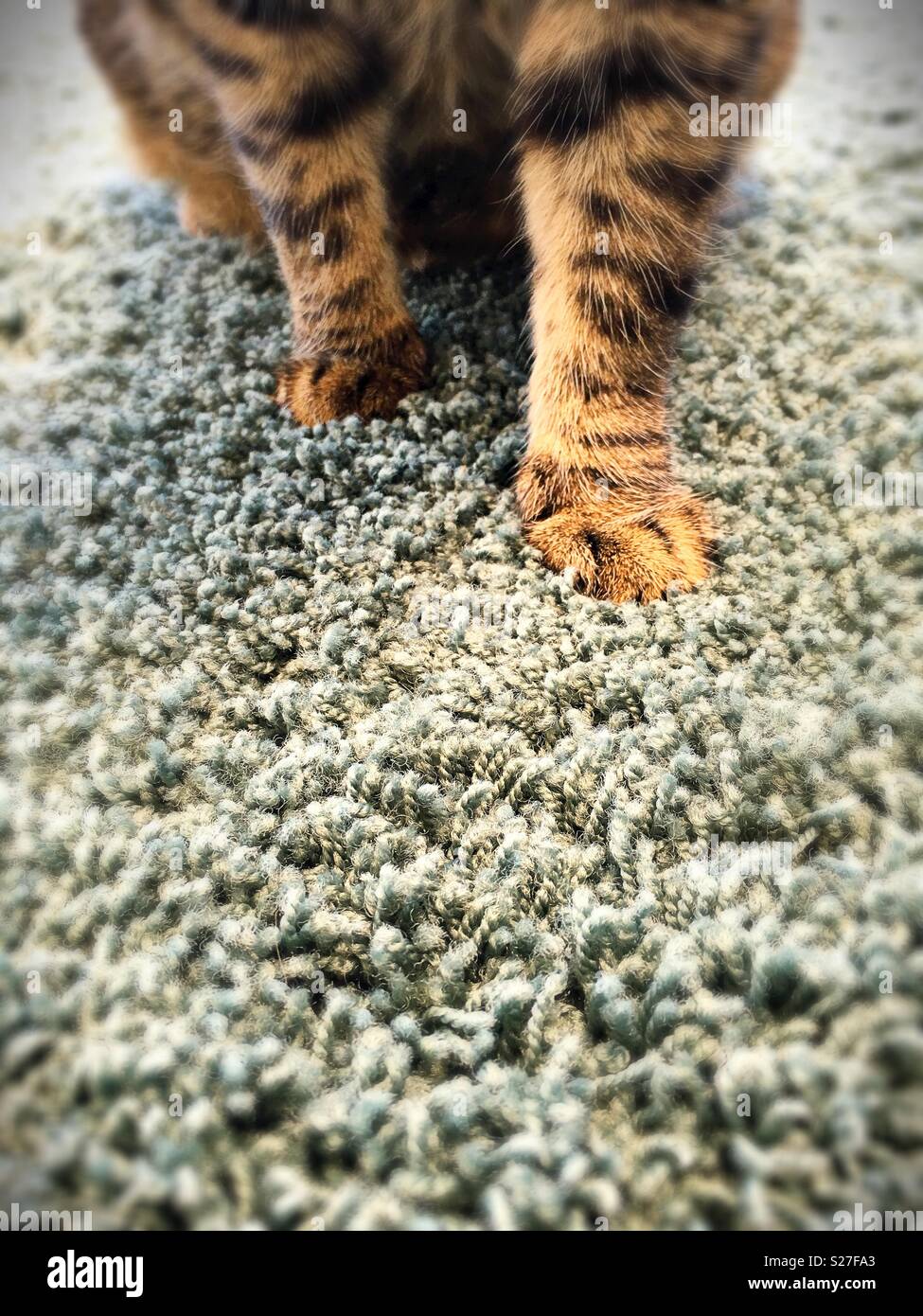 Front paws of a tabby cat on carpet. Stock Photo