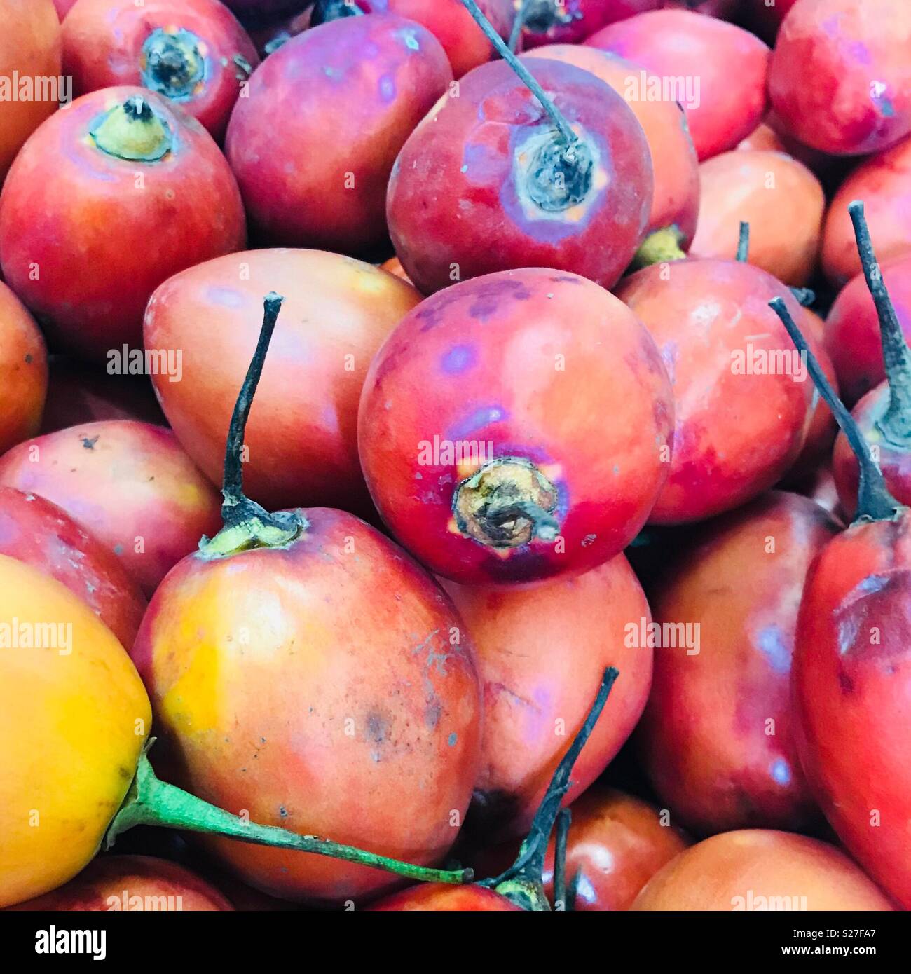 Tomato Dulce (sweet tomato fruit Stock Photo Alamy