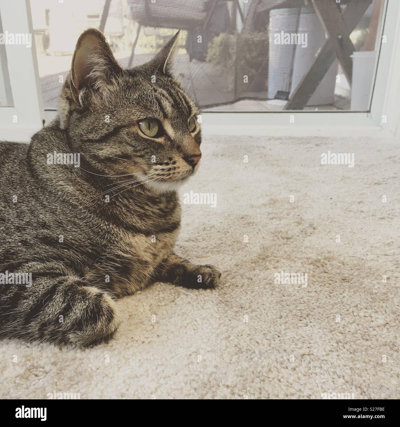 A tabby cat resting on a rug. Stock Photo
