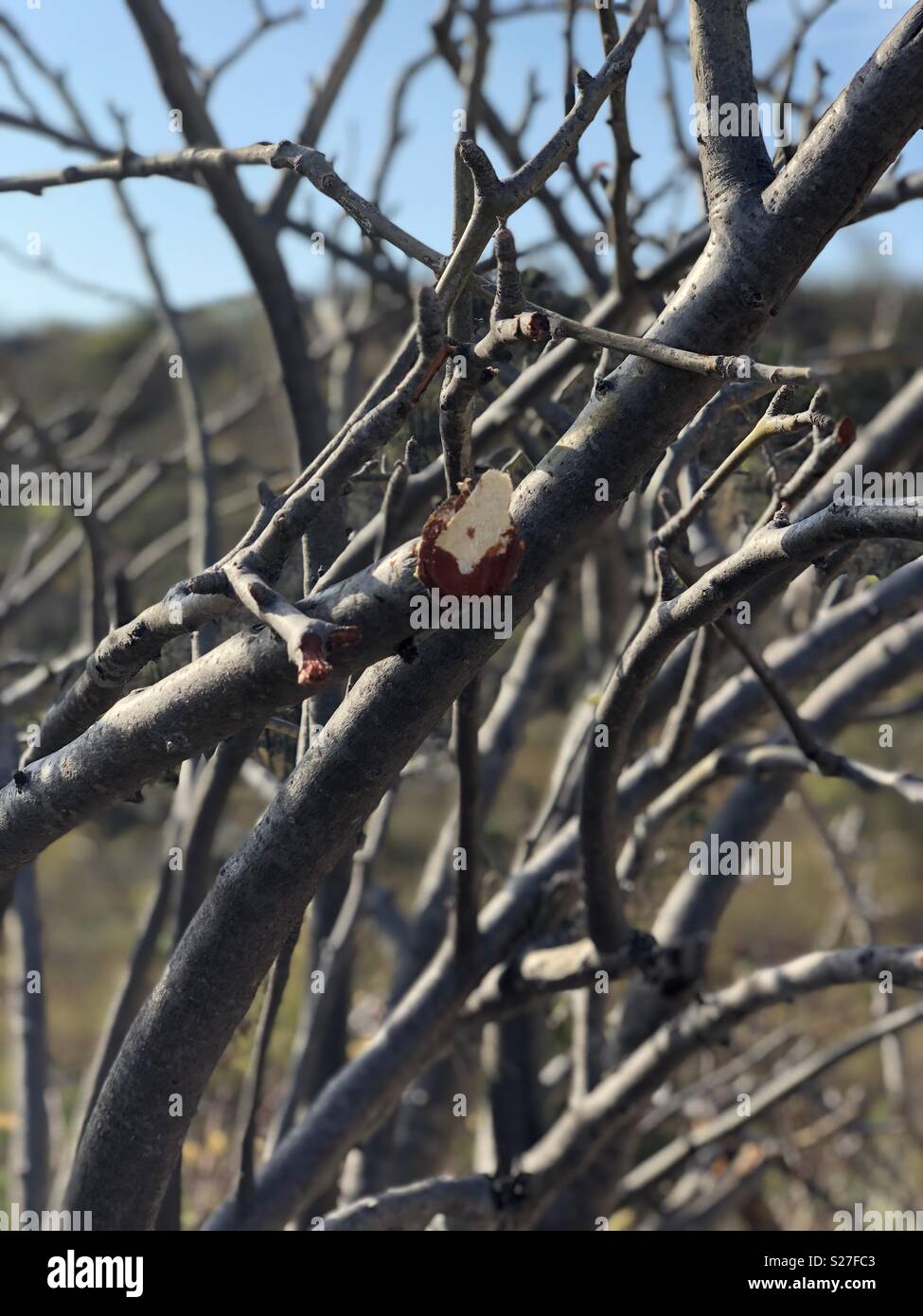 Bleeding sap hires stock photography and images Alamy