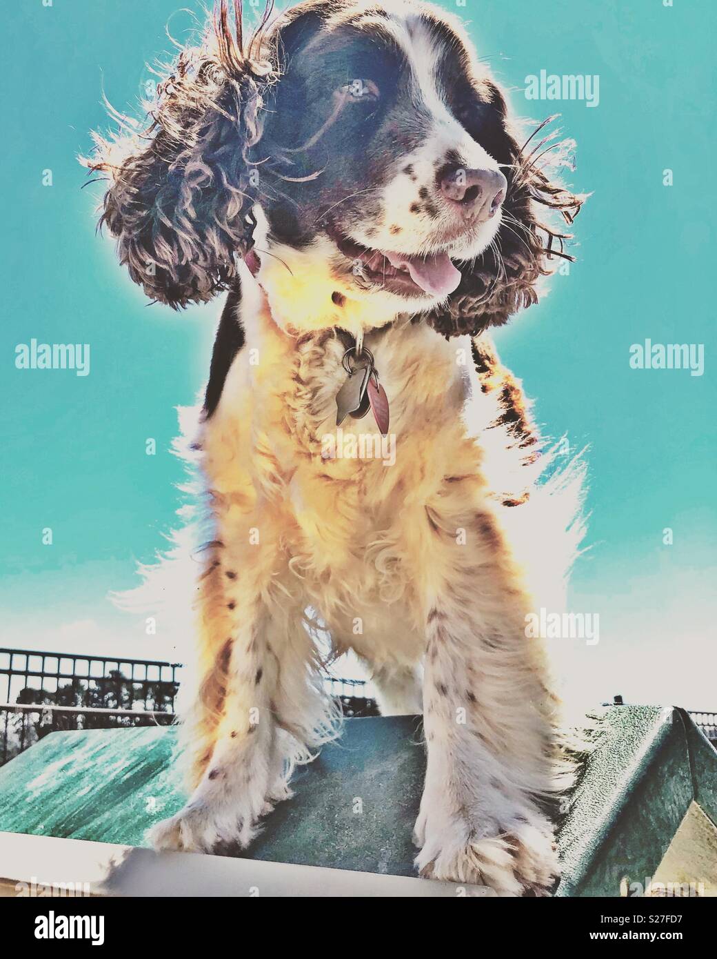 English Springer Spaniel proudly on top of the world after successfully climbing the ladder - Smartphone Captured Stock Image
