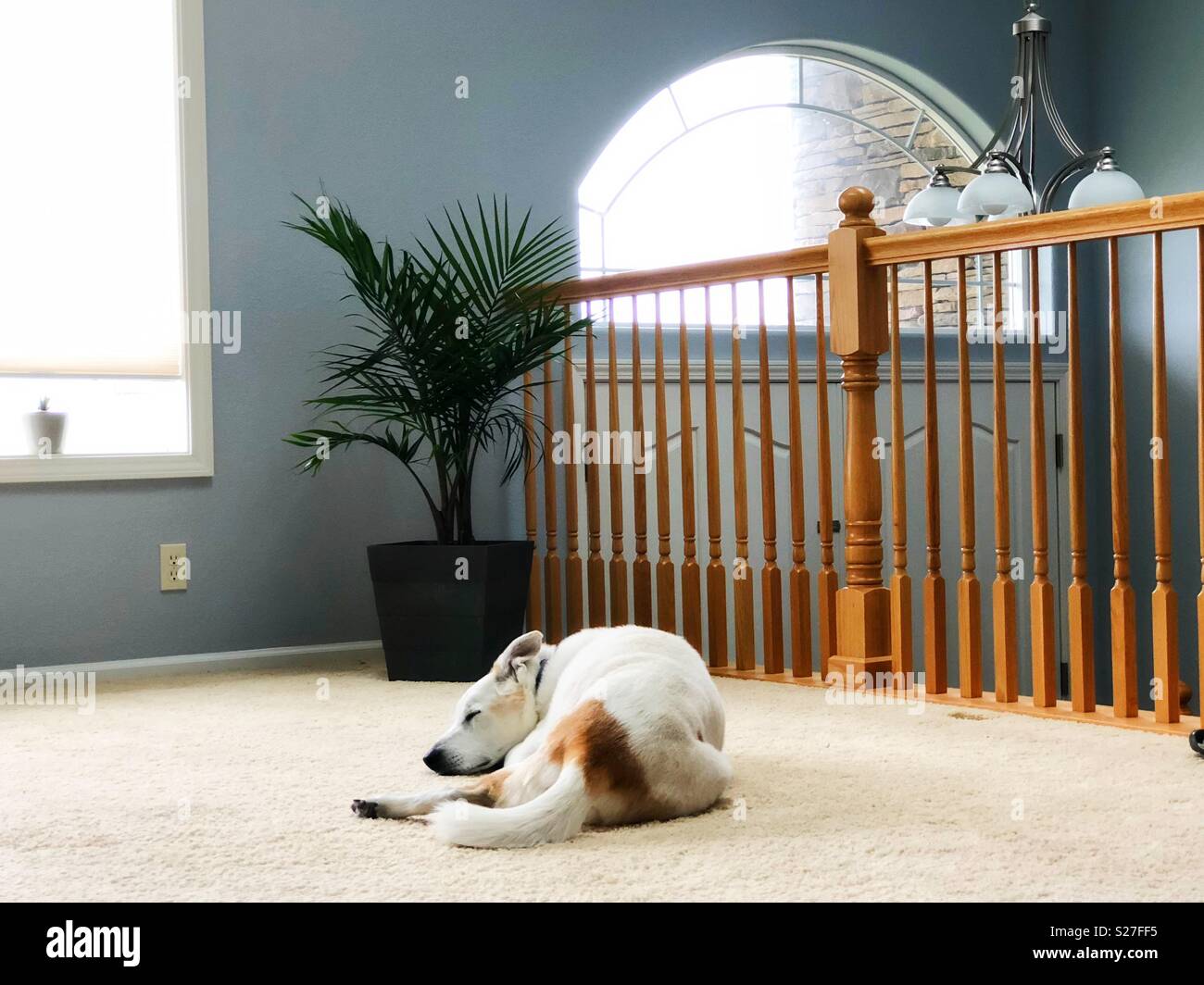 Dog sleeping carpet hires stock photography and images Alamy