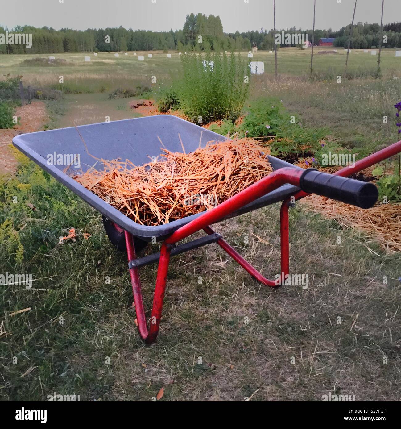 Wheelbarrow with hay - Smartphone Captured Stock Image