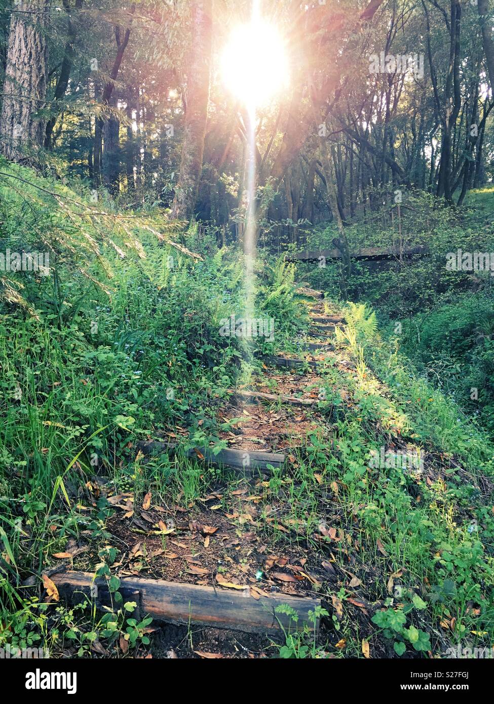 Sunbeams through trees in a wooded area. Stock Photo