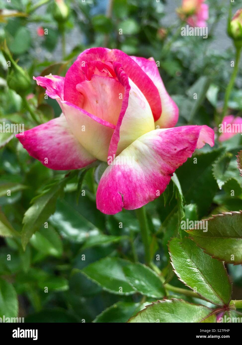 Pink rose flower bloom in the garden - Smartphone Captured Stock Image
