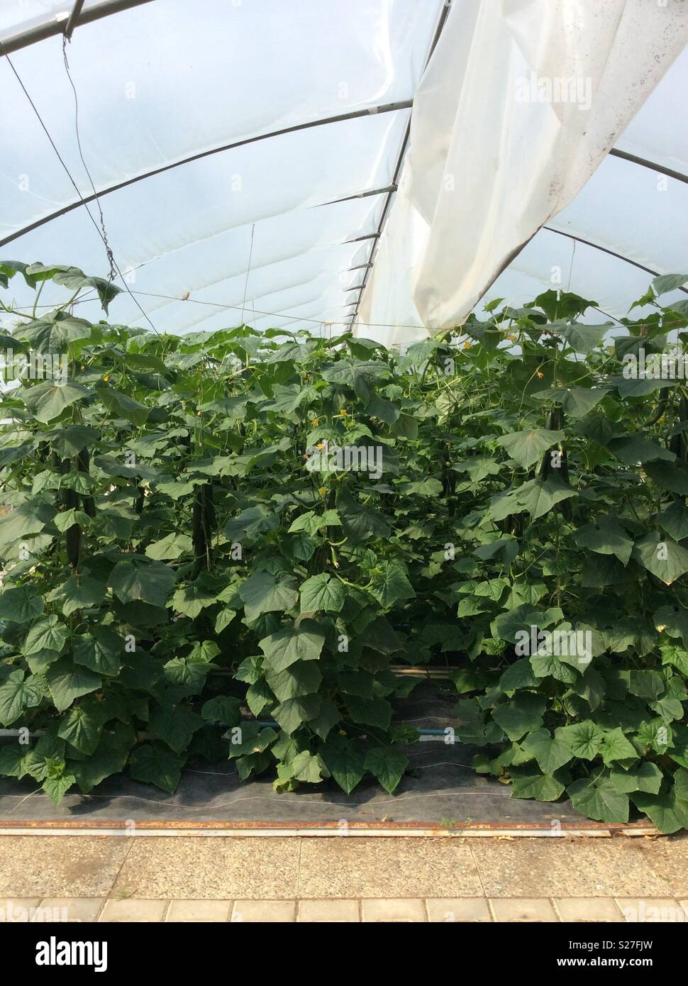 Growing cucumber in greenhouse Stock Photo Alamy