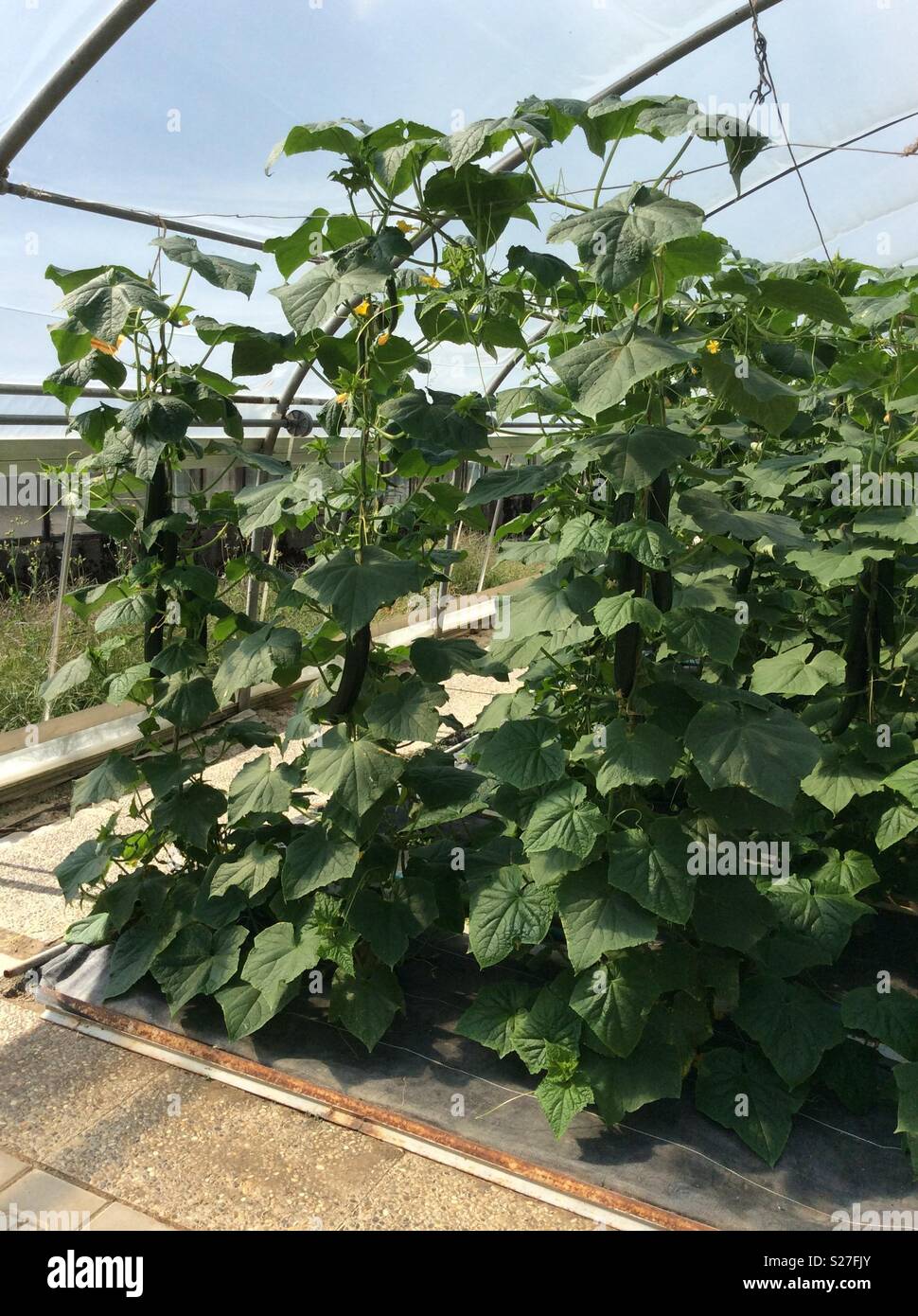 Growling cucumber in greenhouse Stock Photo