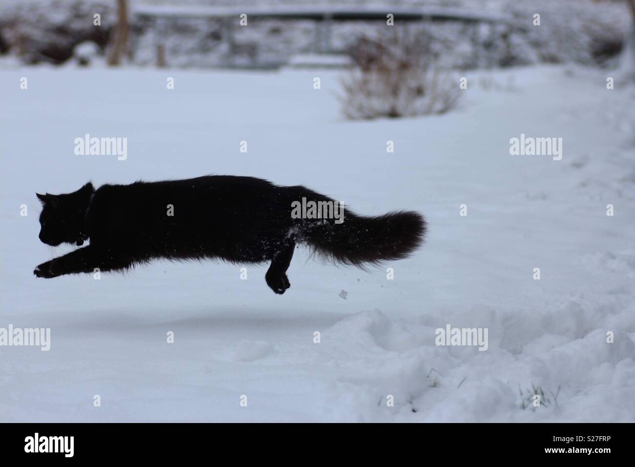 Cat playing in snow Stock Photo Alamy