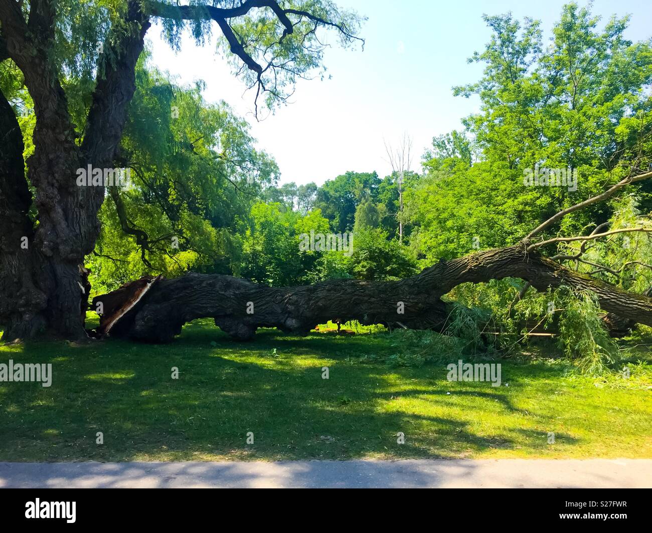 A Giant falls, after 120 years. A heavy limb is sheared off the trunk in a freak summer storm with blustering winds. A green, outdoor space. Ontario, Canada. - Smartphone Captured Stock Image
