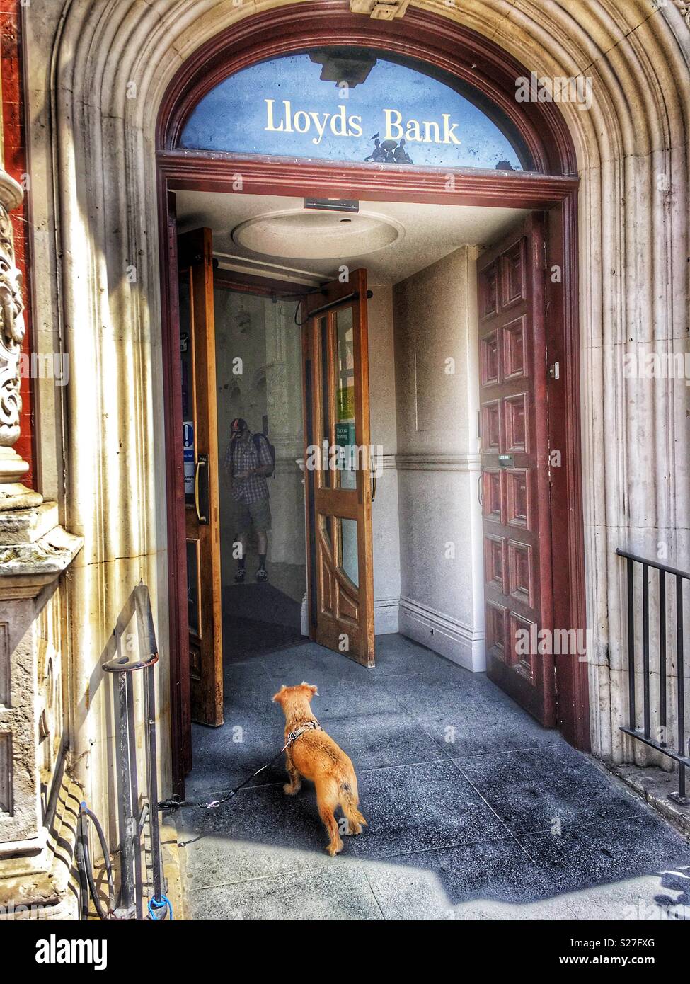 Dog waiting outside a bank for its owner. - Smartphone Captured Stock Image
